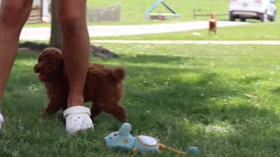 Bo , a male Poodle - Miniature  for sale in Sugarcreek, OH – 8 of 8
