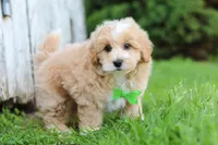 Joel, a male Maltipoo for sale in Sugarcreek, OH – 6 of 10