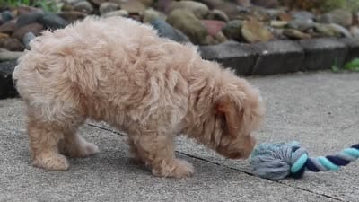 Nellie, a female Maltipoo for sale in Sugarcreek, OH – 8 of 8