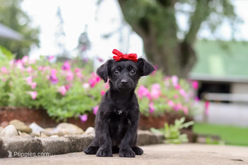Pansy – Yorkipoo puppy for sale in Sugarcreek, OH