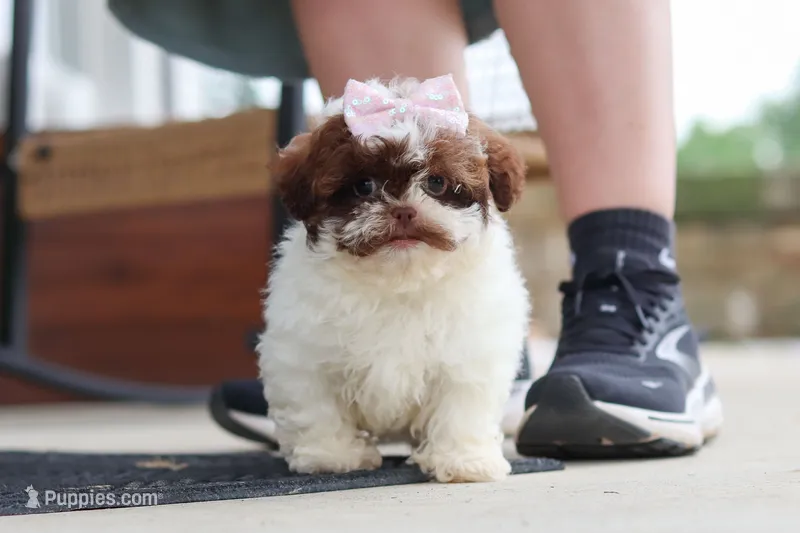 Tabby – Shihpoo puppy for sale in Sugarcreek, OH