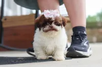 Tabby, a female Shihpoo for sale in Sugarcreek, OH – 1 of 7