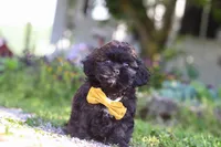 Tristan, a male Shihpoo for sale in Sugarcreek, OH – 2 of 6