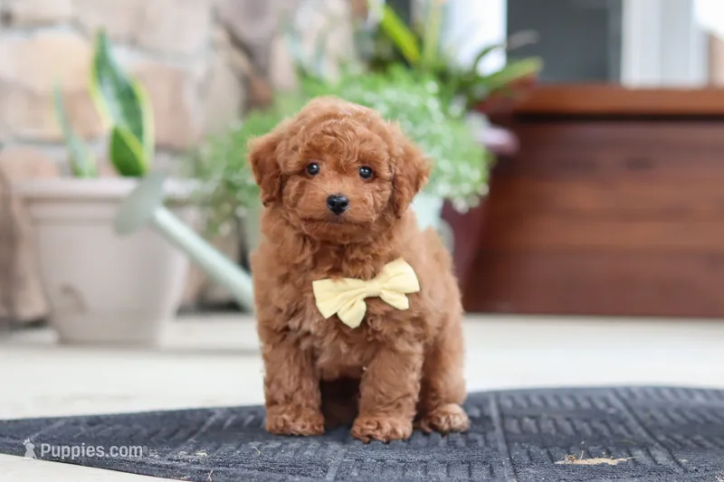 Keith – Maltipoo puppy for sale in Sugarcreek, OH