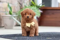 Keith, a male Maltipoo for sale in Sugarcreek, OH – 1 of 9