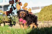 Patter, a male Yorkipoo for sale in Sugarcreek, OH – 2 of 6