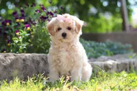 Penny, a female Maltipoo for sale in Sugarcreek, OH – 5 of 10
