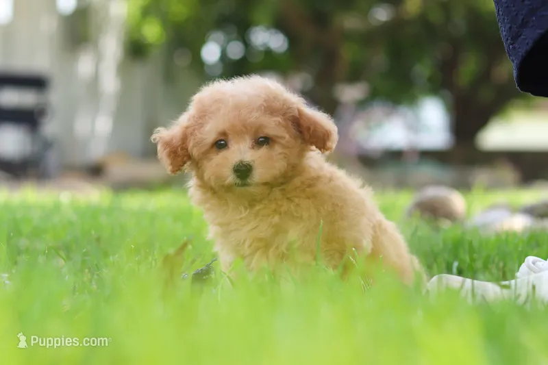 Kevin – Maltipoo puppy for sale in Sugarcreek, OH