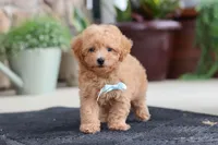 Kevin, a male Maltipoo for sale in Sugarcreek, OH – 5 of 9