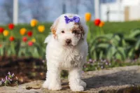 Cheyenne, a female Poodle - Miniature  for sale in Sugarcreek, OH – Photo 3 of 7