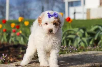 Cheyenne, a female Poodle - Miniature  for sale in Sugarcreek, OH – Photo 2 of 7