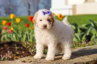 Cheyenne, a female Poodle - Miniature  for sale in Sugarcreek, OH – Photo 7 of 7