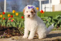 Cheyenne, a female Poodle - Miniature  for sale in Sugarcreek, OH – Photo 6 of 7