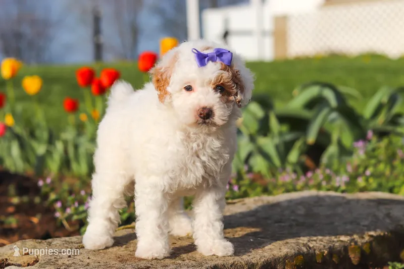 Cheyenne – Poodle - Miniature  puppy for sale in Sugarcreek, OH