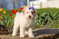 Cheyenne, a female Poodle - Miniature  for sale in Sugarcreek, OH – Photo 1 of 7