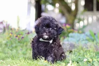 Troy, a male Shihpoo for sale in Sugarcreek, OH – 4 of 6