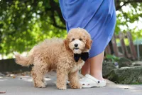 Brunco, a male Poodle - Miniature  for sale in Sugarcreek, OH – 3 of 8