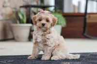 Kelly, a female Maltipoo for sale in Sugarcreek, OH – 5 of 7