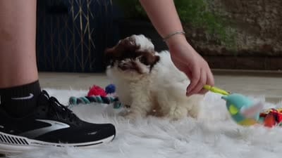 Tabby, a female Shihpoo for sale in Sugarcreek, OH – 7 of 7