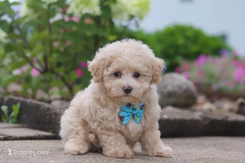 Noah – Maltipoo puppy for sale in Sugarcreek, OH