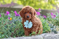 Jude, a male Poodle - Miniature  for sale in Sugarcreek, OH – 3 of 9