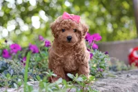 Janika, a female Poodle - Miniature  for sale in Sugarcreek, OH – 7 of 10