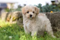 Piper, a male Maltipoo for sale in Sugarcreek, OH – 8 of 9