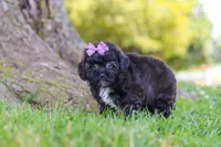Pretzel, a female Maltipoo for sale in Sugarcreek, OH – 7 of 8