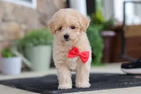Kolten, a male Maltipoo for sale in Sugarcreek, OH – 2 of 10