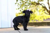 Pansy, a female Yorkipoo for sale in Sugarcreek, OH – 2 of 6