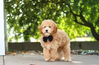 Brunco, a male Poodle - Miniature  for sale in Sugarcreek, OH – 5 of 8