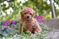 Janika, a female Poodle - Miniature  for sale in Sugarcreek, OH – 3 of 10