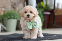 Karl, a male Maltipoo for sale in Sugarcreek, OH – 1 of 8