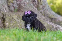 Pretzel, a female Maltipoo for sale in Sugarcreek, OH – 4 of 8