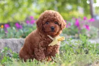 Jance, a male Poodle - Miniature  for sale in Sugarcreek, OH – 3 of 10
