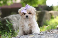 Poppie, a female Maltipoo for sale in Sugarcreek, OH – 2 of 9