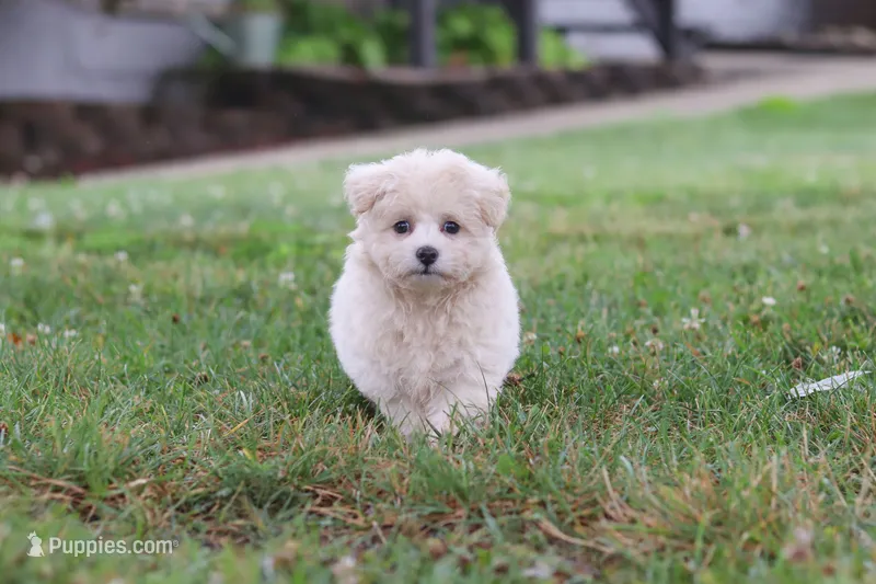 Nora – Maltipoo puppy for sale in Sugarcreek, OH