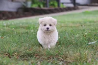 Nora, a female Maltipoo for sale in Sugarcreek, OH – 1 of 10