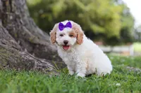 Bella, a female Poodle - Miniature  for sale in Sugarcreek, OH – 4 of 6