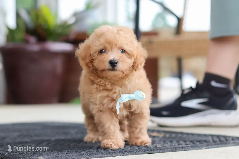 Kevin – Maltipoo puppy for sale in Sugarcreek, OH