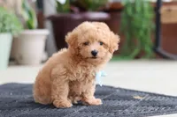 Kevin, a male Maltipoo for sale in Sugarcreek, OH – 6 of 9