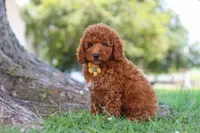 Bo , a male Poodle - Miniature  for sale in Sugarcreek, OH – 5 of 8