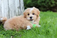 Joel, a male Maltipoo for sale in Sugarcreek, OH – 4 of 10