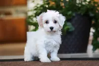 Carolyn, a female Maltipoo for sale in Sugarcreek, OH – Photo 3 of 6