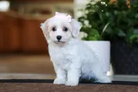 Carolyn, a female Maltipoo for sale in Sugarcreek, OH – Photo 4 of 6