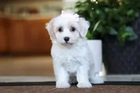 Carolyn, a female Maltipoo for sale in Sugarcreek, OH – Photo 2 of 6