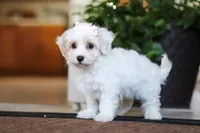 Carolyn, a female Maltipoo for sale in Sugarcreek, OH – Photo 5 of 6
