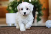 Carolyn, a female Maltipoo for sale in Sugarcreek, OH – Photo 6 of 6