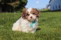 Thomas, a male Shihpoo for sale in Sugarcreek, OH – 3 of 6