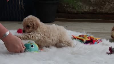 Kolten, a male Maltipoo for sale in Sugarcreek, OH – 10 of 10